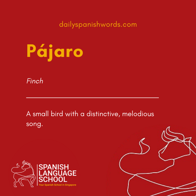 A Spanish Word a Day –  Pájaro